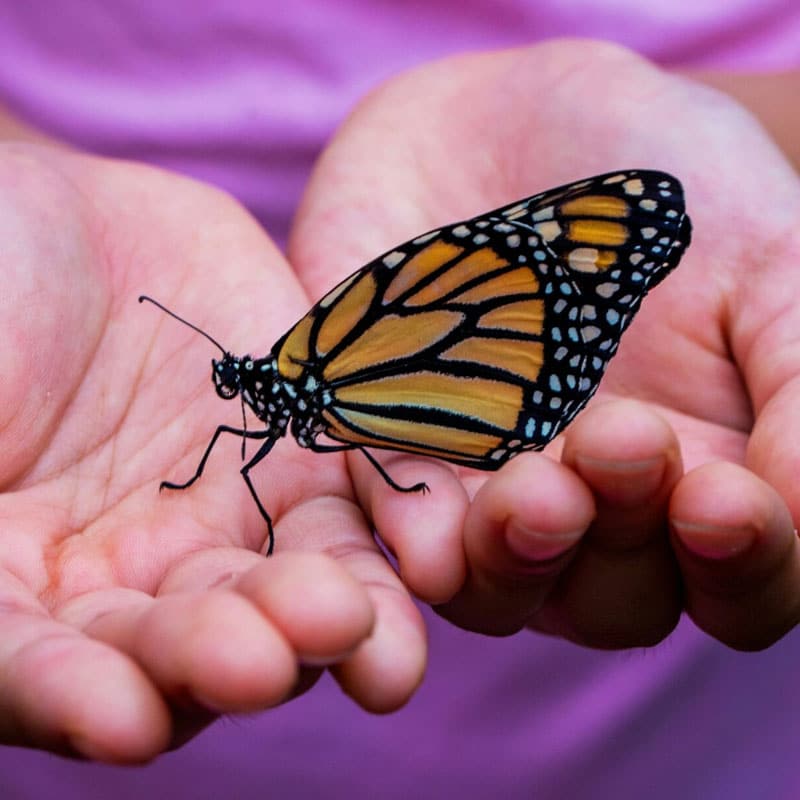 BLOG_Monarch-Curriculum-Directors