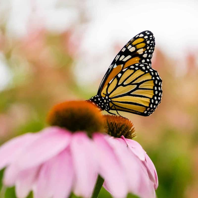BLOG_Monarch-Districtwide-Connectivity