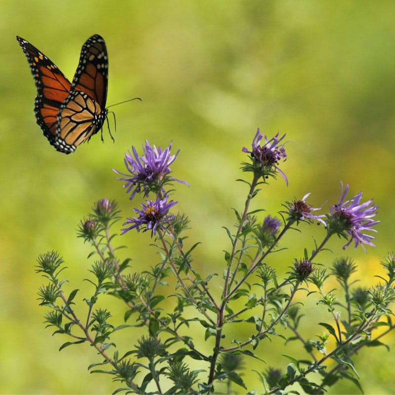 BLOG_Monarch-Teachers-Students